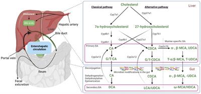 Quantitative bile acid profiling in healthy adult dogs and pups from serum, plasma, urine, and feces using LC-MS/MS